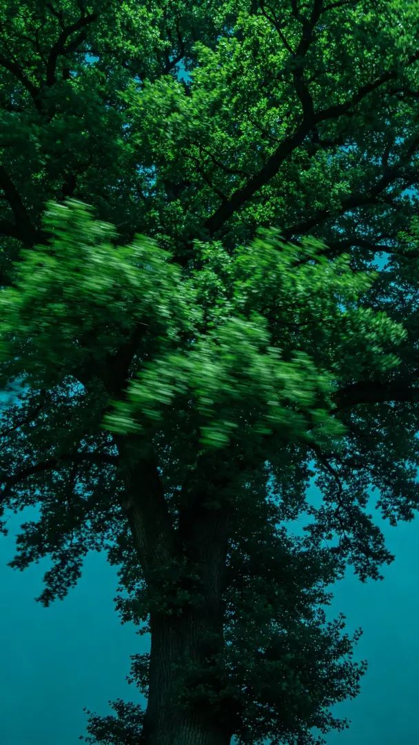Uma paisagem de uma árvore gigante que exibe a estética artística ocidental