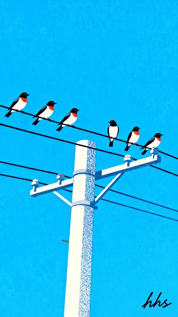 Einige Vögel sitzen in einer Reihe auf einem Strommast vor einem blauen Himmel