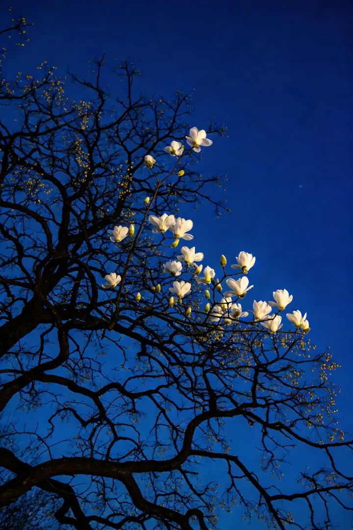 A fotografia minimalista destaca um céu azul profundo e ramos sinuosos