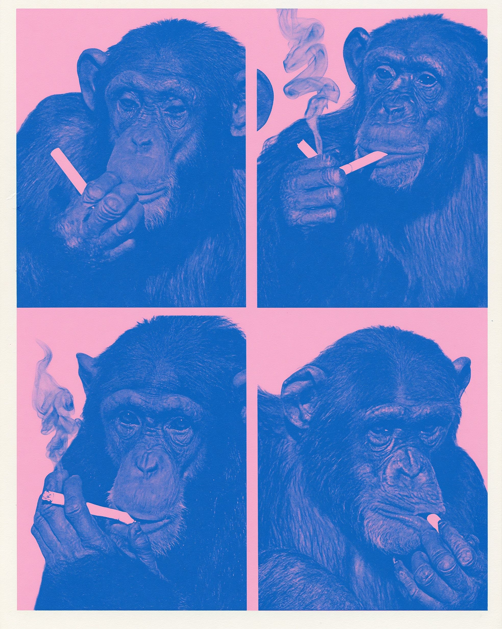 Each quadrant features a portrait of a chimpanzee smoking