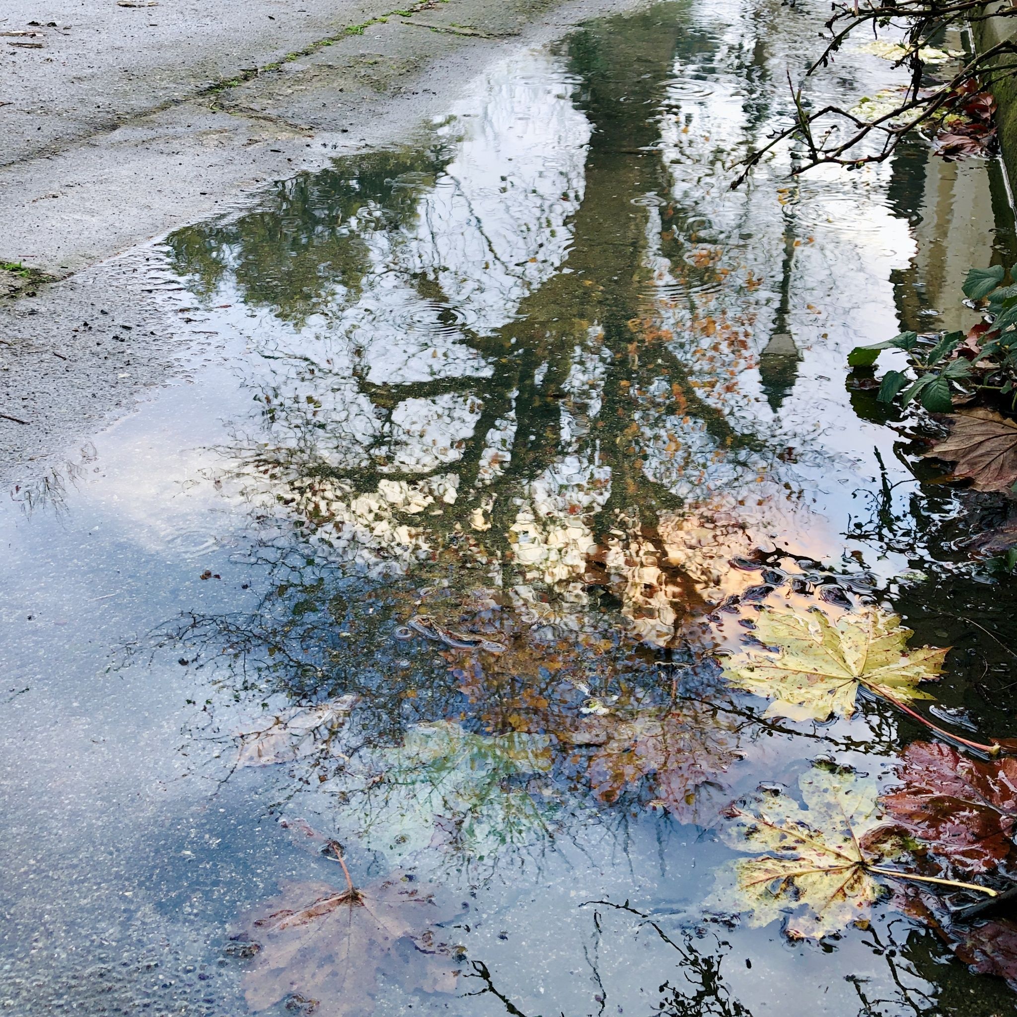 Une flaque d'eau reflète des arbres et le ciel