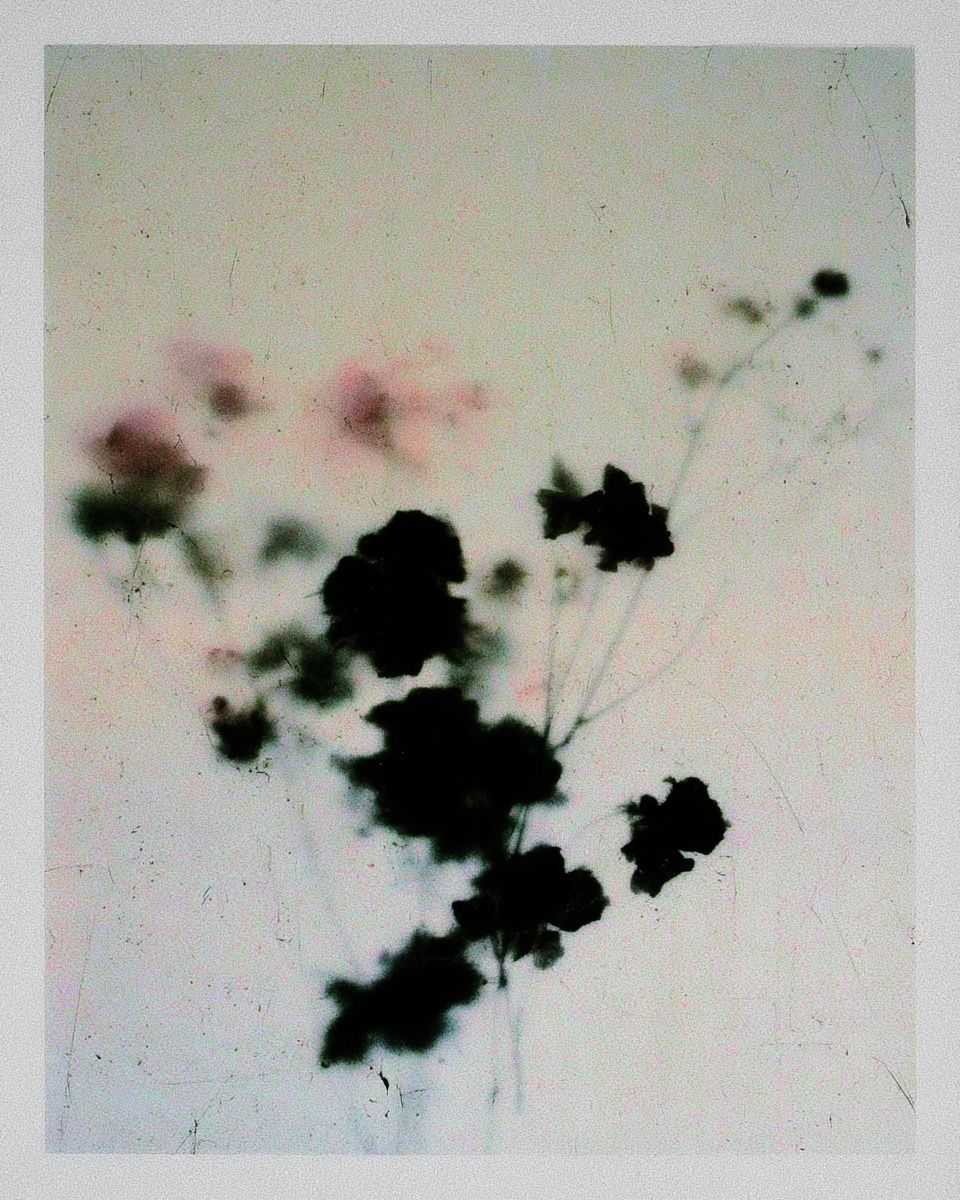 The abstract black and white photogram showcases delicate pressed flowers and thin wild stems