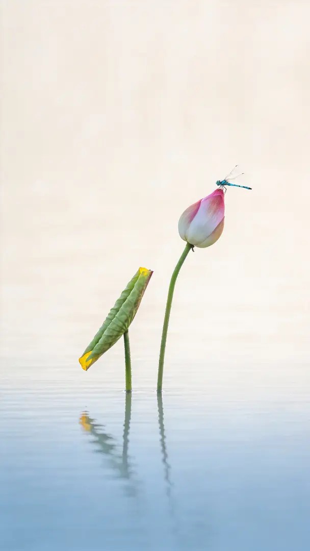 A minimalist art piece depicting lotus leaves and a dragonfly on a calm water surface