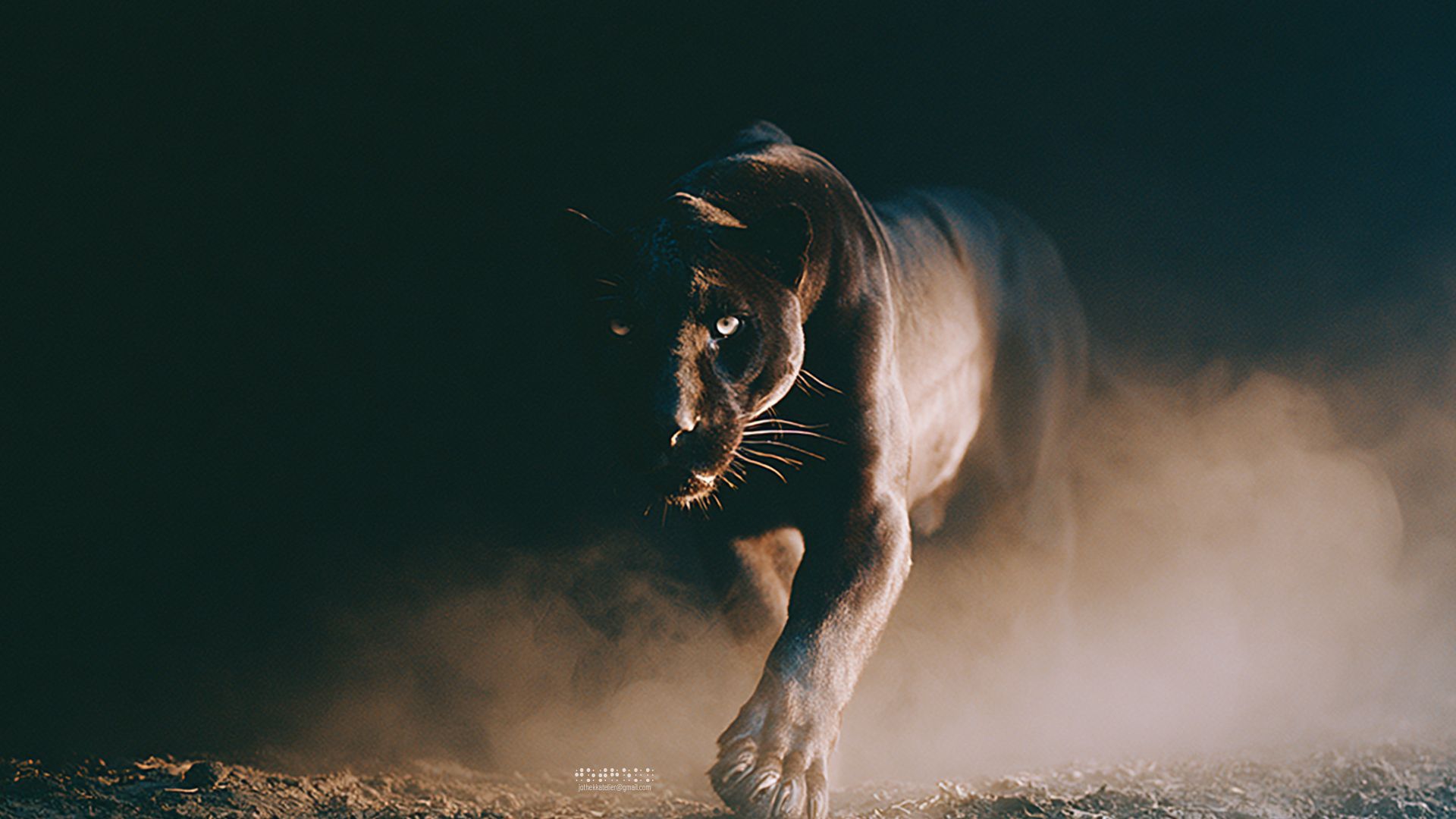 Ein schwarzer Panther taucht aus wirbelndem Staub und Schatten in einem dramatischen Wildtierfoto auf