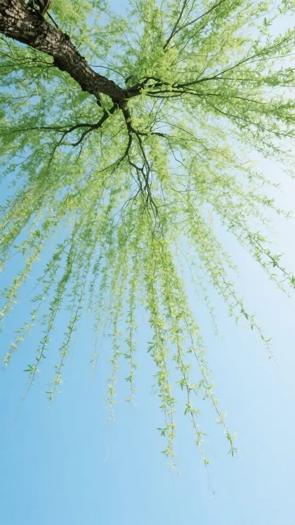 The willow tree hangs down with tender green strands