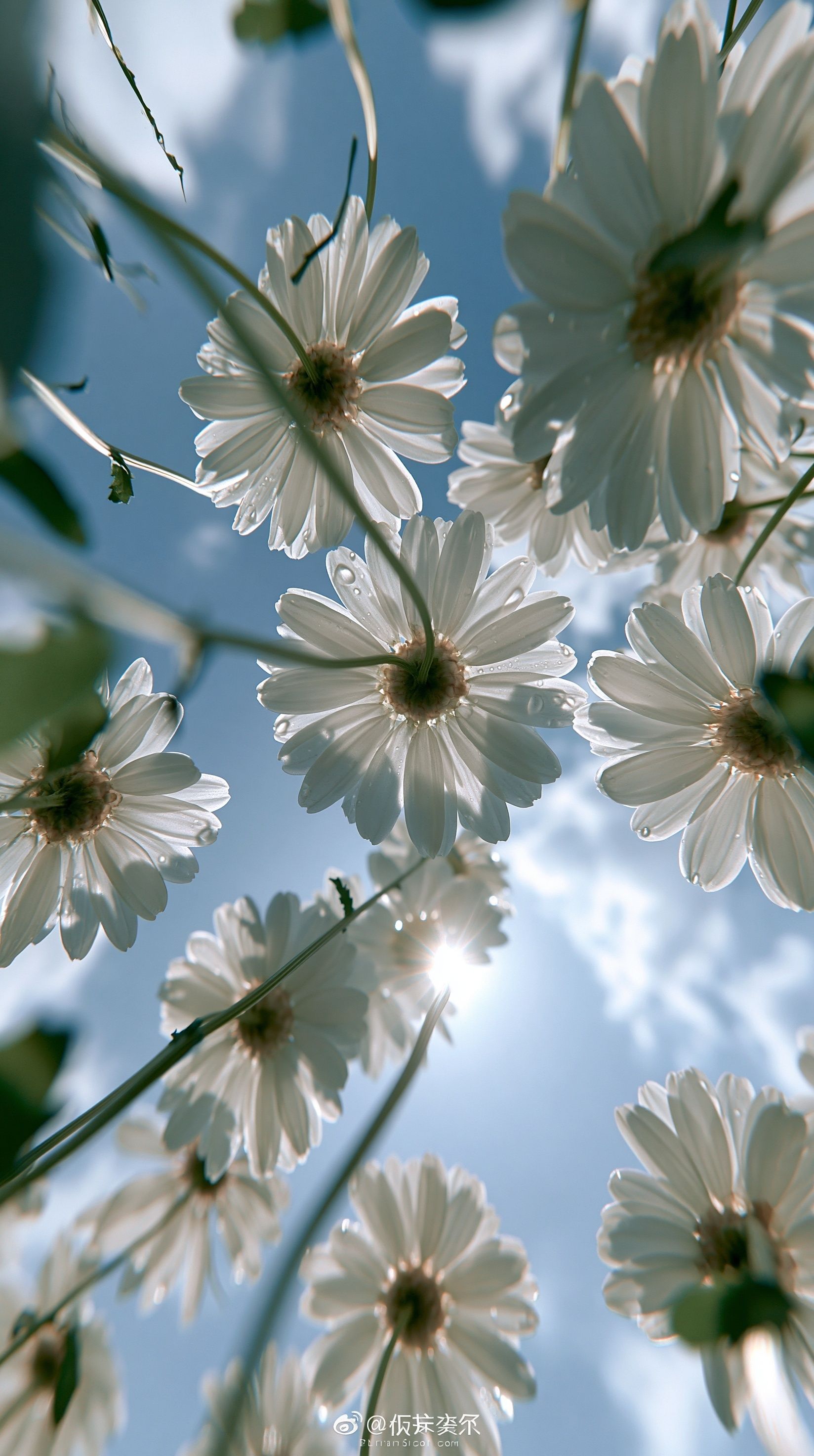 White daisies shot from the bottom of the grass, with a background of blue sky and white clouds, sunlight creates a soft halo through the flowers, and the petals glow transparently with dew sparkling.