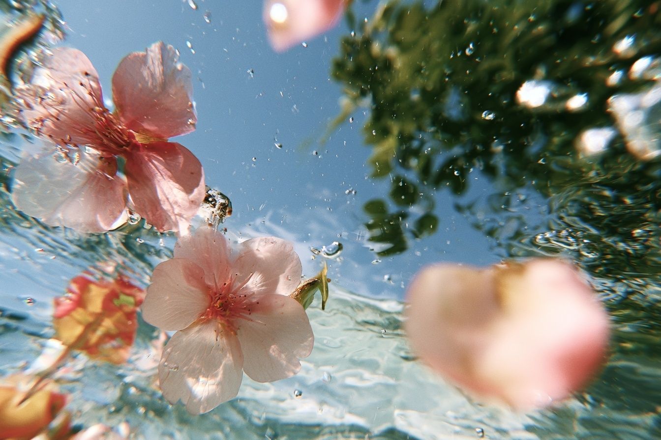 underwater sports camera view showing petals and sunlight