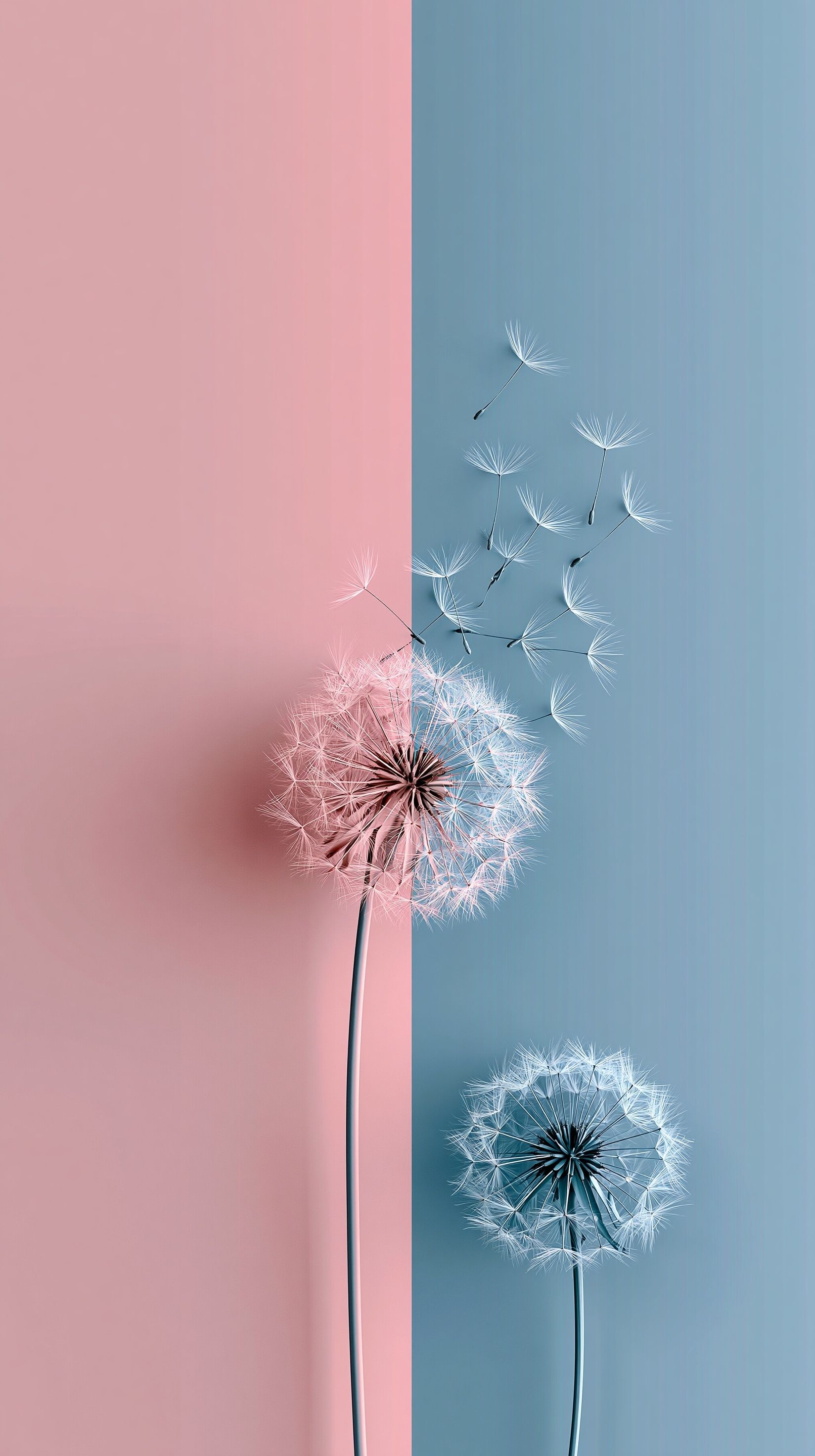 Minimalistischer Handy-Hintergrund mit einem sauberen zweifarbigen Makronenfarbhintergrund in sanftem Rosa und blassem Blau, mit einer vollständigen Löwenzahnblume in der unteren Ecke